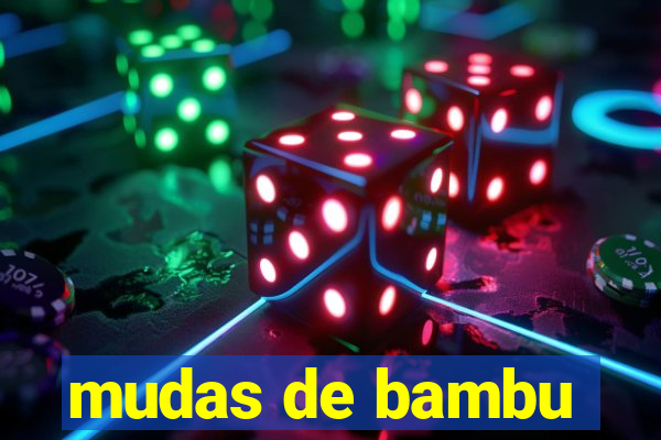 mudas de bambu