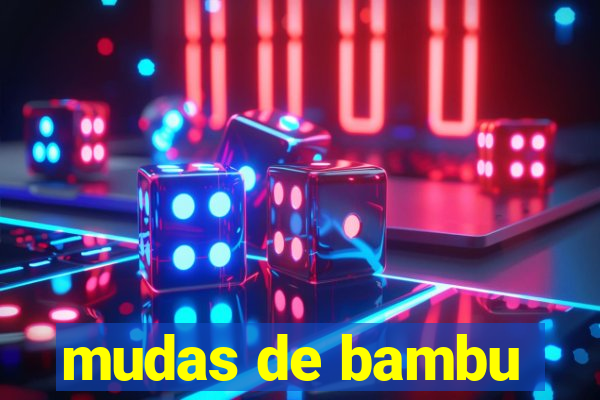 mudas de bambu