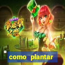 como plantar gergelim no vaso