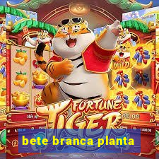 bete branca planta