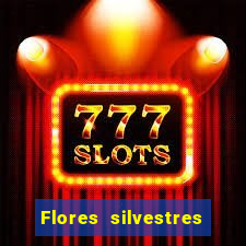 Flores silvestres brasileiras 25