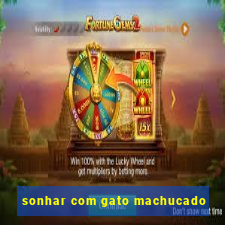 sonhar com gato machucado